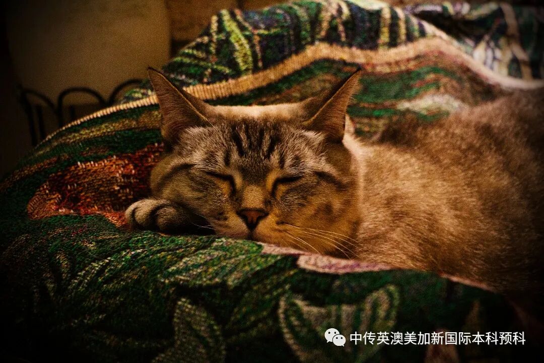“艺·述”--摄影专业：2021级1+3英澳美加新国际预科毕业作品展