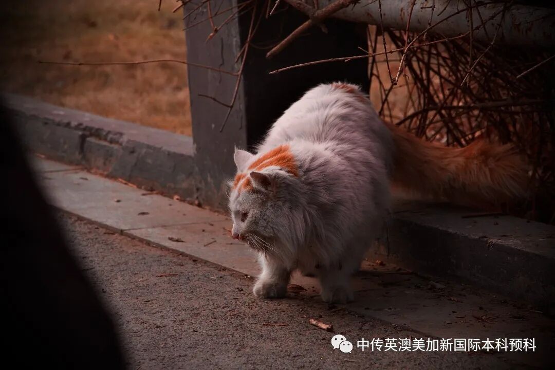 “艺·述”--摄影专业：2021级1+3英澳美加新国际预科毕业作品展