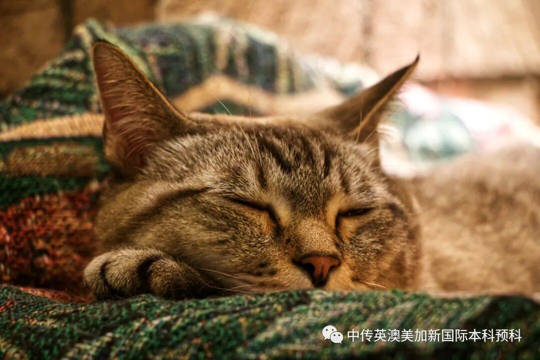“艺·述”--摄影专业：2021级1+3英澳美加新国际预科毕业作品展
